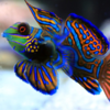 synchiropus splendidus S