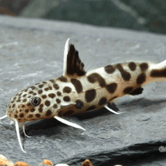 synodontis petricola