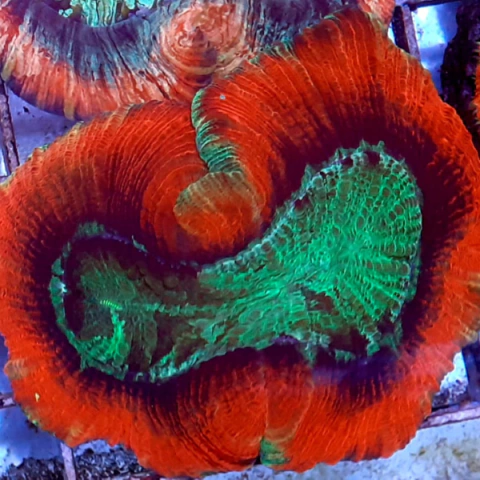 Trachiphyllia sp