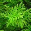 higrophyla diformis - comprar online