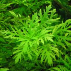 higrophyla diformis - comprar online