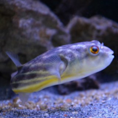 tetraodon fahaka juvenil - comprar online