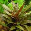 Cryptocoryne Wendtii - comprar online