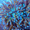 Euphyllia glabrescens Torch gold 2 cabezas - comprar online