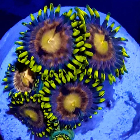 WWC Laser Lemon Zoa frag 4/5 pólipos