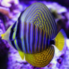 zebrasoma desjardini 13 cm