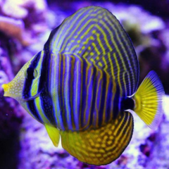 zebrasoma desjardini 13 cm