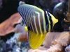 Zebrasoma veliferum 6cm