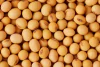 Poroto de Soja