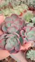 ECHEVERIA ROSE WINE LINDAAAA (sem raiz) - comprar online
