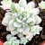 ECHEVERIA PROLIFICA VARIEGATA PT 9 - Linda!!! - comprar online