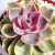 ECHEVERIA RAINBOW POTE 9 - comprar online