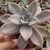 GRAPTOVERIA PARAGUAYENSE POTE 9 (sem raiz) na internet