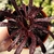 AEONIUM FIRECRAKER PT 11 (sem raiz)