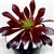 AEONIUM ARBOREUM WARKTOP POTE 11 na internet