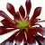 AEONIUM ARBOREUM WARKTOP POTE 11 - Suculentas Raras