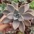 GRAPTOVERIA PARAGUAYENSE POTE 9 (sem raiz) - Suculentas Raras