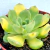 ECHEVERIA BRASILEIRINHA POTE 9 (FICTÍCIO)