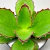 KALANCHOE SYNSEPALA CUIA 13/16 - comprar online