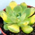 ECHEVERIA BRASILEIRINHA POTE 9 (FICTÍCIO) na internet