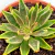 ECHEVERIA LÚTEA POTE 11 - loja online