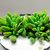 CRASSULA AUSENCIS POTE 9