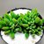 CRASSULA AUSENCIS POTE 9 - comprar online