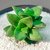 CRASSULA SPRING POTE 9