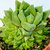 HAWORTHIA RUSTA CYMBIFORMES COLÔNIA POTE 11 - Suculentas Raras