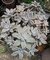 GRAPTOVERIA PARAGUAYENSE POTE 9 (sem raiz)
