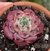 ECHEVERIA SARA HIMEBOTOM POTE 9 - loja online