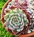 ECHEVERIA SARA HIMEBOTOM POTE 9 - Suculentas Raras