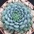 ECHEVERIA S. RUNDELLI ( POTE 9) - comprar online