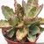 KALANCHOE HUMILLIS POTE 11