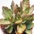 KALANCHOE HUMILLIS POTE 11 - comprar online