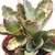 Imagem do KALANCHOE HUMILLIS POTE 11