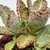 KALANCHOE HUMILLIS POTE 11 na internet