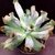 ECHEVERIA CULIBRA CUIA 13 - comprar online