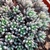 SEDUM BLUE CARPET - TAPETE AZUL POTE 9 MARAVILHOSO