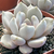 ECHEVERIA BEVERLY POTE 9 - comprar online