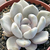 ECHEVERIA BEVERLY POTE 9 na internet