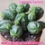 EUPHORBIA GLOBOSA POTE 11 - comprar online