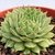 SEMPERVIVUM COMUM POTE 11