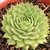 SEMPERVIVUM COMUM POTE 11 - comprar online