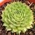 SEMPERVIVUM COMUM POTE 11 - Suculentas Raras