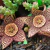 STAPELIA ORBEA POTE 11 - comprar online