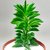PEPEROMIA DOLABRIFORMIS POTE 9 na internet
