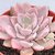 ECHEVERIA DEBBIE POTE 9 - comprar online