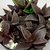 LENOPHYLLUM LATUM POTE 9 - comprar online