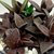 LENOPHYLLUM LATUM POTE 9 - Suculentas Raras
